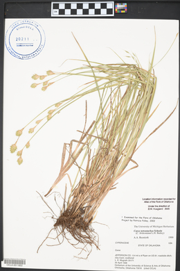 Carex tetrastachya image