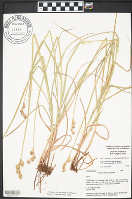 Carex tetrastachya image