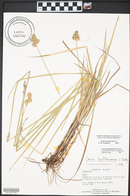 Carex tetrastachya image