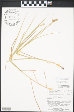 Carex tetrastachya image