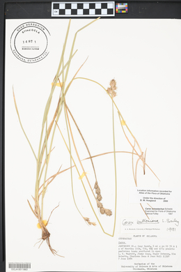 Carex tetrastachya image