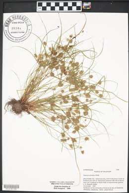 Cyperus squarrosus image