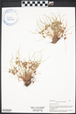 Cyperus squarrosus image