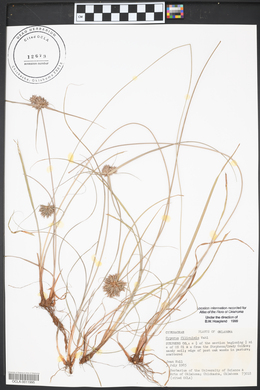 Cyperus filiculmis image