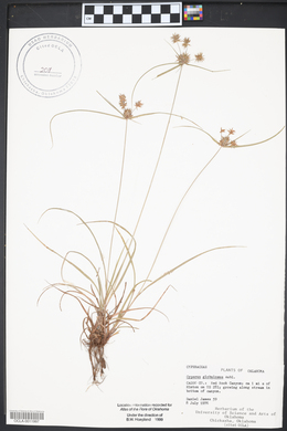 Cyperus croceus image