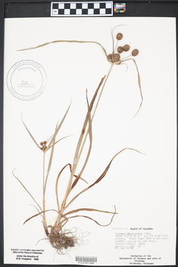 Cyperus croceus image