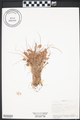 Cyperus squarrosus image