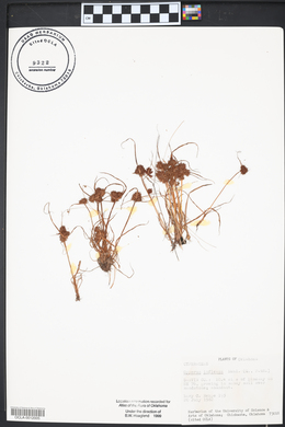 Cyperus squarrosus image