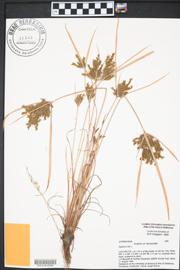 Cyperus iria image