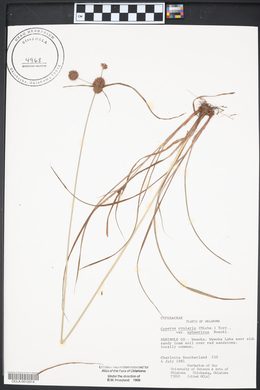 Cyperus echinatus image