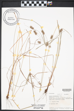 Cyperus plukenetii image