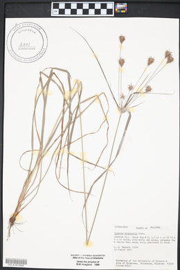 Cyperus plukenetii image