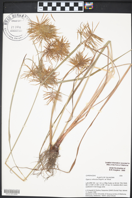 Cyperus refractus image