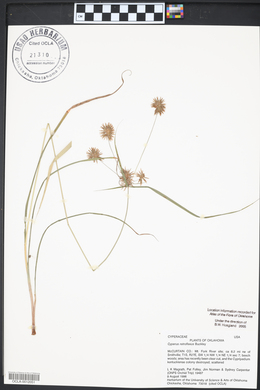 Cyperus retroflexus image