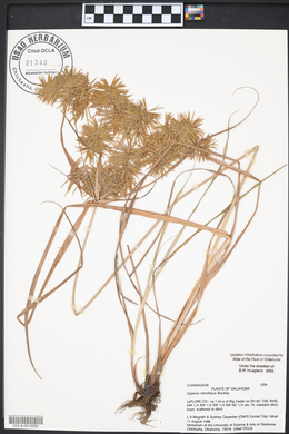 Cyperus retroflexus image