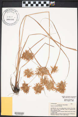 Cyperus retroflexus image