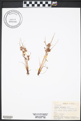 Cyperus bipartitus image