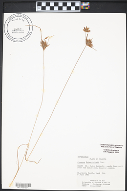 Cyperus schweinitzii image