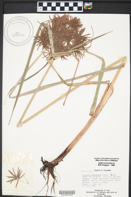 Cyperus setigerus image