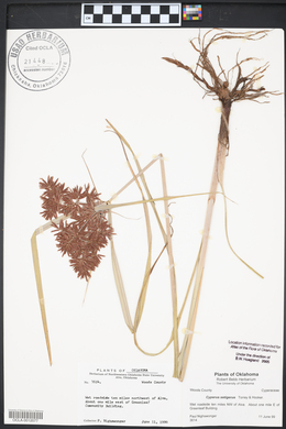 Cyperus setigerus image