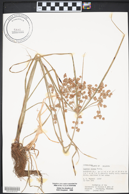 Cyperus virens image