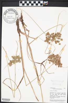 Cyperus virens image