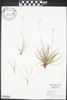 Dichromena nivea image