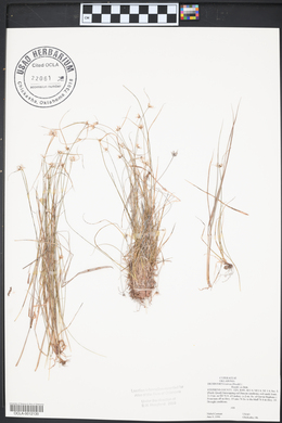 Dichromena nivea image
