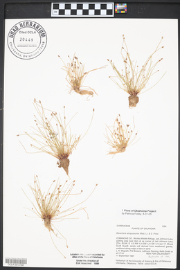 Eleocharis atropurpurea image