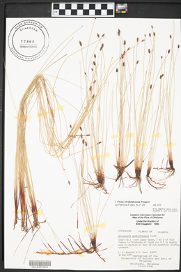 Eleocharis montevidensis image