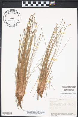 Eleocharis engelmannii image