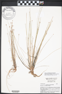 Eleocharis lanceolata image