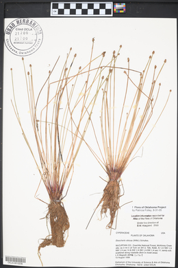 Elatine brachysperma image