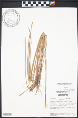 Eleocharis quadrangulata image