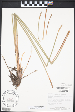 Eleocharis quadrangulata image