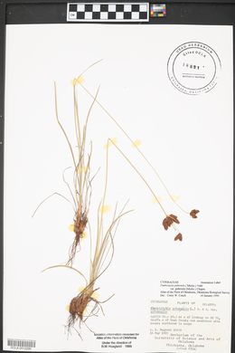 Forestiera pubescens image