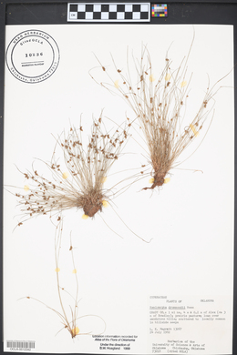 Cyperus aristulatus image