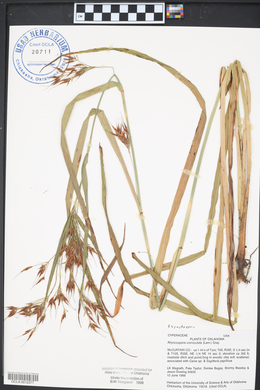 Rhynchospora corniculata image