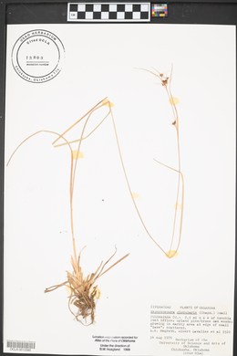 Rhynchospora globularis image