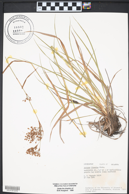 Scirpus lineatus image