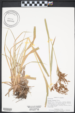 Scirpus lineatus image