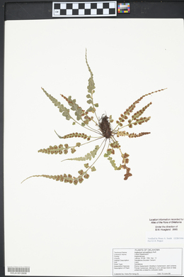 Asplenium pinnatifidum image