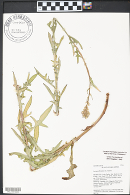 Lactuca floridana image