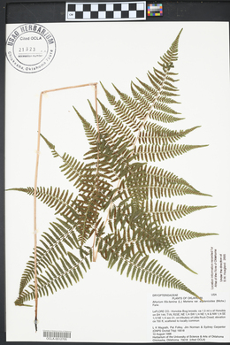 Athyrium filix-femina var. asplenioides image