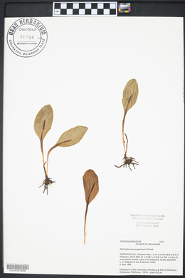 Ophioglossum engelmannii image