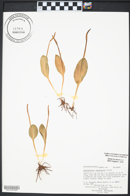 Ophioglossum engelmannii image