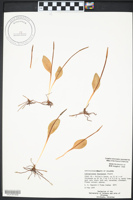 Ophioglossum engelmannii image