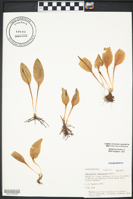 Ophioglossum engelmannii image