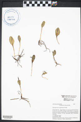 Ophioglossum engelmannii image