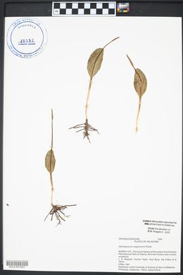 Ophioglossum engelmannii image